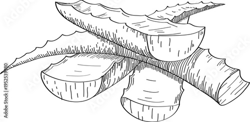 High quality linear realistic vector illustration of a Aloe Vera. Ideal for menus, restaurant and other establishment designs, cosmetic and product label design. Spice and Herbs