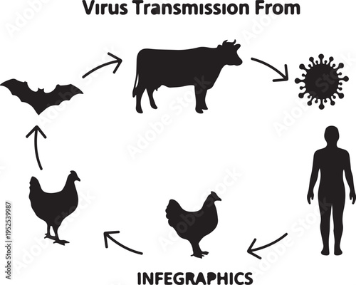 Black Minimalist Vector Infographic: Virus Transmission From Animals like Bat, Cow, Chicken to Human, 'INFEGRAPHICS' isolated PNG with Transparent Background