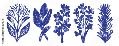 Cobalt blue botanical collection of herb and leaf silhouettes, vintage woodcut ink print with organic sage and rosemary, minimalist lino cut style, mediterranean aromatic plant sprigs set