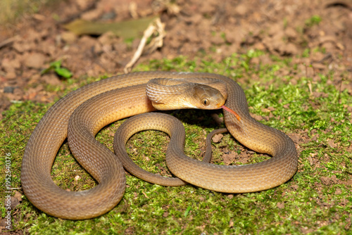 A beautiful adult southern brown egg eater (Dasypeltis inornata) in the wild. A harmless snake from KwaZulu-Natal, South Africa