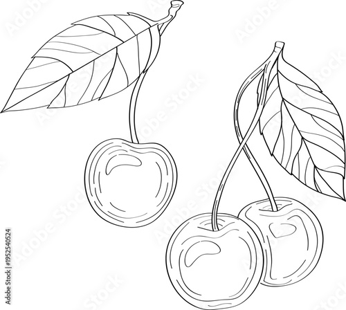High quality linear realistic vector illustration of a Cherry branch. Ideal for menus, restaurant and other establishment designs, cosmetic and product label design. Berries tree