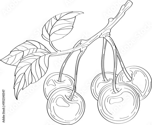 High quality linear realistic vector illustration of a Cherry branch. Ideal for menus, restaurant and other establishment designs, cosmetic and product label design. Berries tree