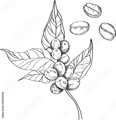 High quality linear realistic vector illustration of a Coffee plant and beans Ideal for menus, restaurant and other establishment designs, cosmetic and product label design. Spice and Herbs