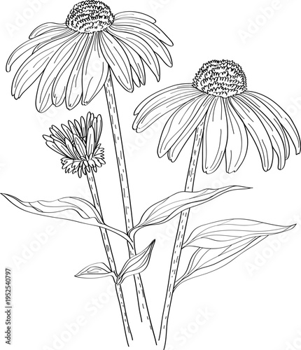 High quality linear realistic vector illustration of a Echinacea flower branch. Ideal for menus, restaurant and other establishment designs, cosmetic and product label design. Health Herbs