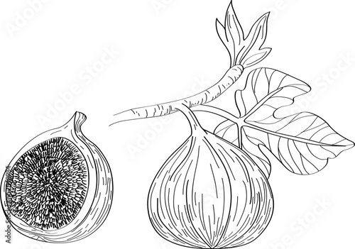 High quality linear realistic vector illustration of a Fig branch. Ideal for menus, restaurant and other establishment designs, cosmetic and product label design. Fruit tree