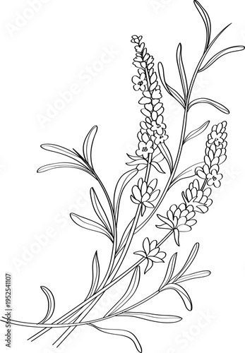High quality linear realistic vector illustration of a Lavender flowers branch. Ideal for menus, restaurant and other establishment designs, cosmetic and product label design. Health Herbs