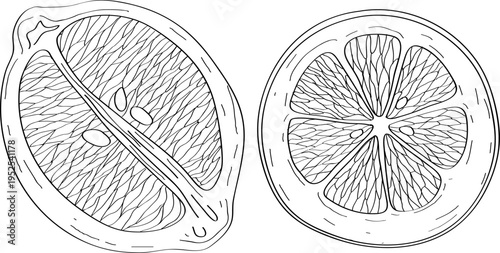 High quality linear realistic vector illustration of an Lemons. Ideal for menus, restaurant and other establishment designs, cosmetic and product label design. Fruit tree