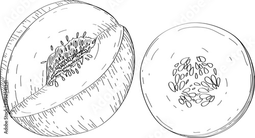 High quality linear realistic vector illustration of a Melon fruit. Ideal for menus, restaurant and other establishment designs, cosmetic and product label design.