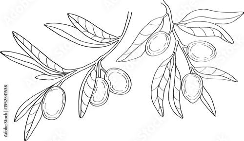 High quality linear realistic vector illustration of a Olive branch, leaves. Ideal for menus, restaurant and other establishment designs, cosmetic and product label design. 