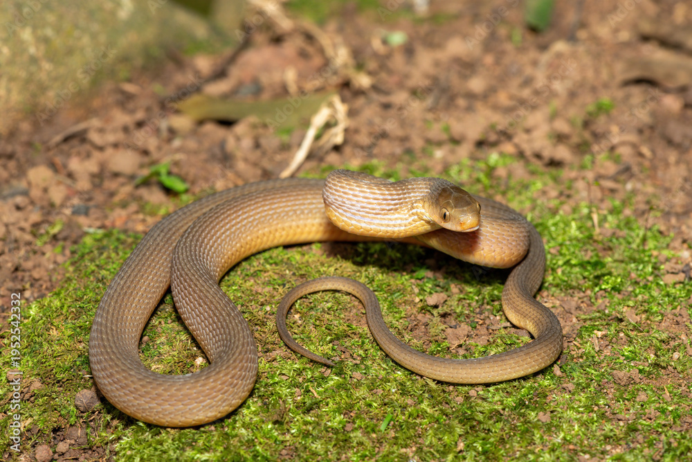 Fototapeta premium A beautiful adult southern brown egg eater (Dasypeltis inornata) in the wild. A harmless snake from KwaZulu-Natal, South Africa