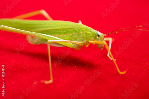 angle view katydid or bush cricket or long-horned grasshopper on red close up