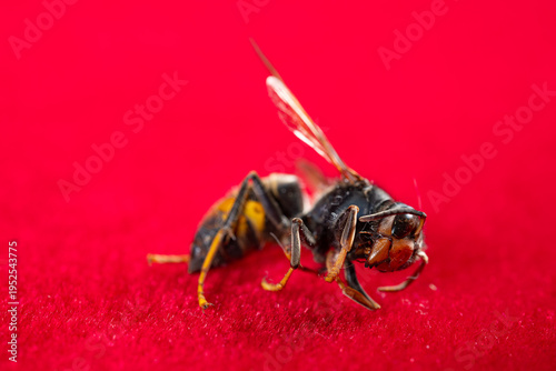 dead wasp on a red background
