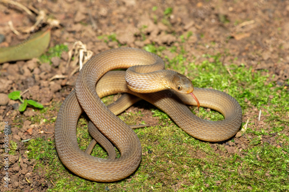 Fototapeta premium A beautiful adult southern brown egg eater (Dasypeltis inornata) in the wild. A harmless snake from KwaZulu-Natal, South Africa