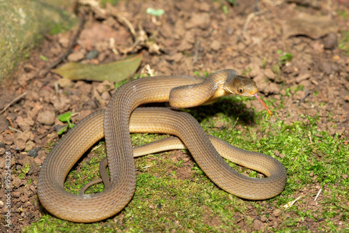 A beautiful adult southern brown egg eater (Dasypeltis inornata) in the wild. A harmless snake from KwaZulu-Natal, South Africa