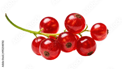 Bild auf Leinwand Isolated Fresh Ripe Juicy Red Currants Berries on Stem, Healthy Organic Fruit Fo