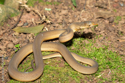A beautiful adult southern brown egg eater (Dasypeltis inornata) in the wild. A harmless snake from KwaZulu-Natal, South Africa
