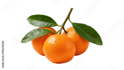 Tableau sur toile Isolated three fresh ripe mandarins with vibrant green leaves on a natural stem