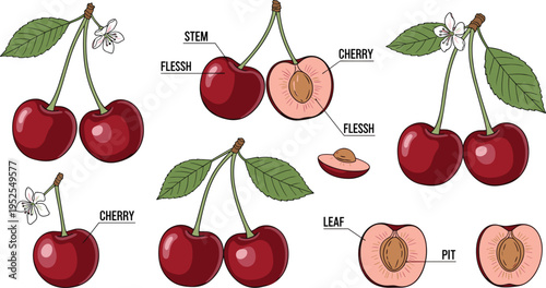 Cherry fruit illustration set with whole sliced blossom leaf stem pit labeled botanical elements fresh food vector collection

Keywords