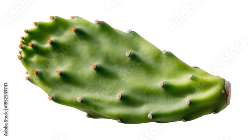 Tableau sur toile Isolated fresh green prickly pear cactus pad with glochids ready for propagation or planting