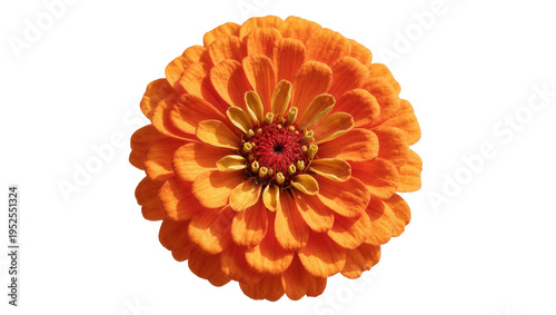 Billede på lærred Isolated vibrant orange zinnia flower bloom with intricate petal patterns and a detailed center