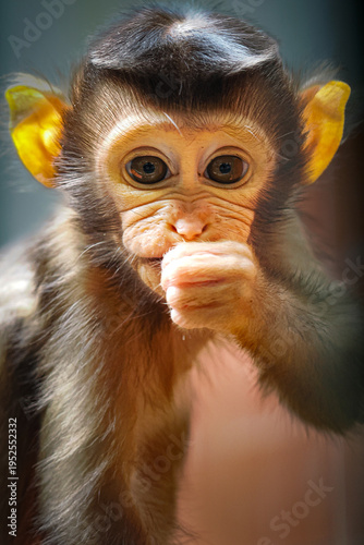 Fotografi An adorable baby monkey with large, expressive eyes holds a piece of fruit