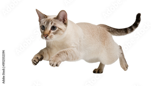 Fotografía Isolated energetic young light-colored cat with blue eyes playfully running and
