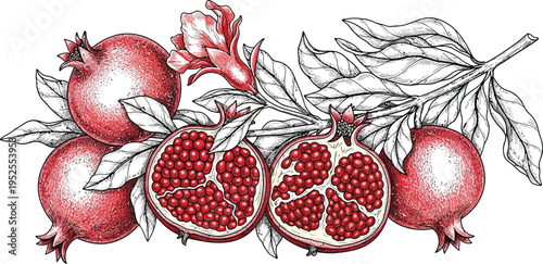 pomegranate on a white background