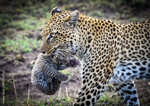 Leopard with Baby Cub, a couple of days old. Walking across the plains of the Serengeti, Tanzania, Africa.