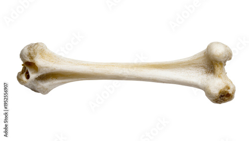Isolated detailed view of a natural animal long bone from a mammal skeleton for anatomy study.