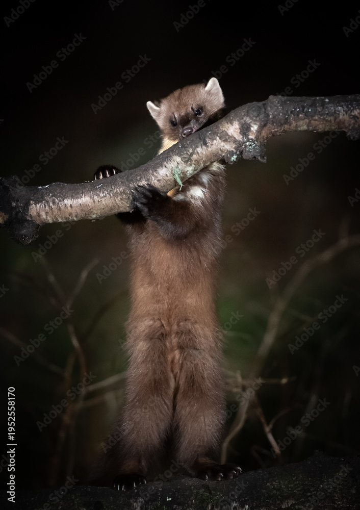Fototapeta premium A pine marten stands on its hind legs, gripping a branch in a dark forest, likely foraging or exploring its territory at night.