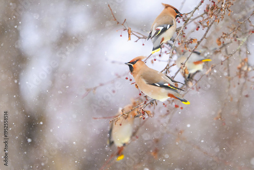 雪降る中ズミの実を食べるキレンジャクの群れ