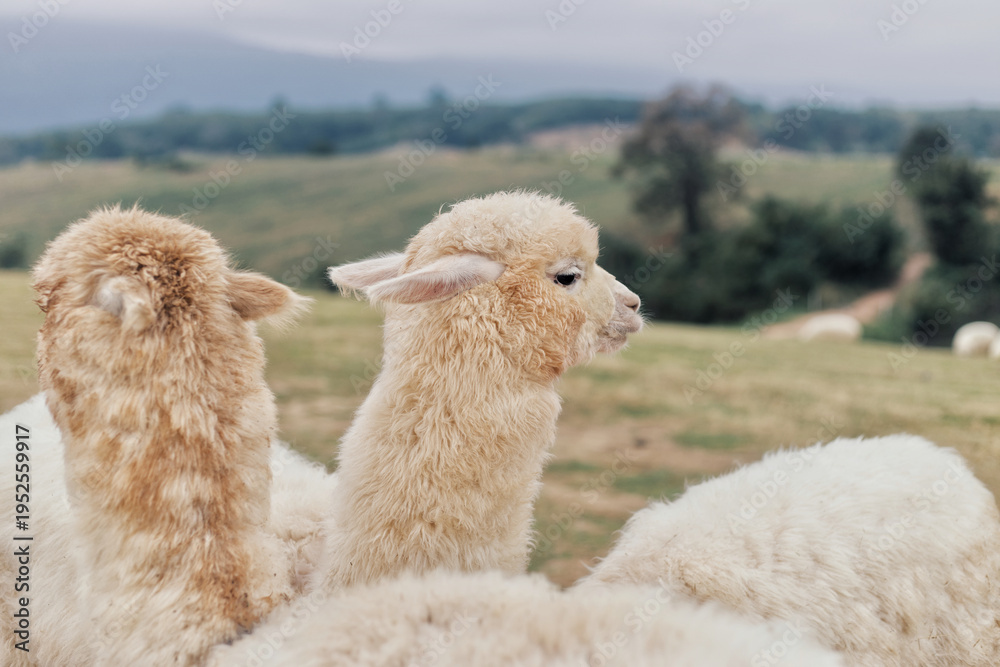 Fototapeta premium A side profile shot of adorable fluffy alpacas with thick white wool, relaxing in a vast rural pasture under a soft cloudy sky.