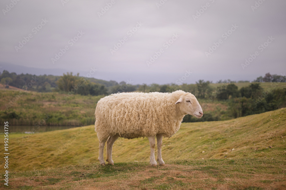 Obraz premium A side view of a fluffy white sheep with thick wool standing on a grassy slope, with a scenic background of a lake, forest, and mountains under overcast weather.