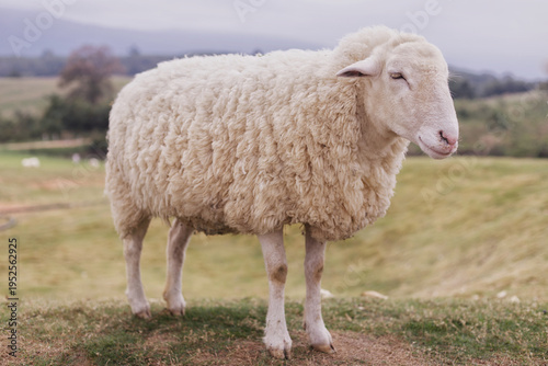 A side view of a fluffy white sheep with thick wool standing on a grassy slope, with a scenic background of a lake, forest, and mountains under overcast weather.