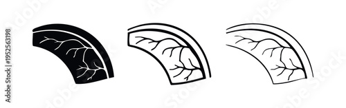 Abstract Curved Vessel or Organ Cross-Section Icon Set: Biological Anatomy Glyphs