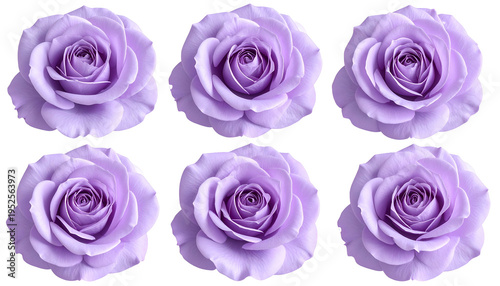 Six close-up images of purple roses in a symmetrical layout against a black background