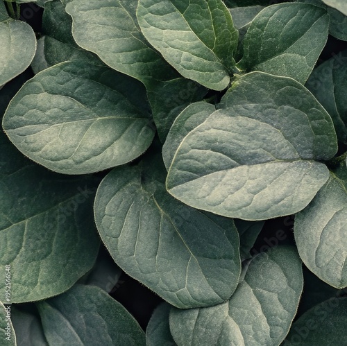 Lush Botanical Foliage Background with Overlapping Leaves, Layered Textures, and Greenery Detail