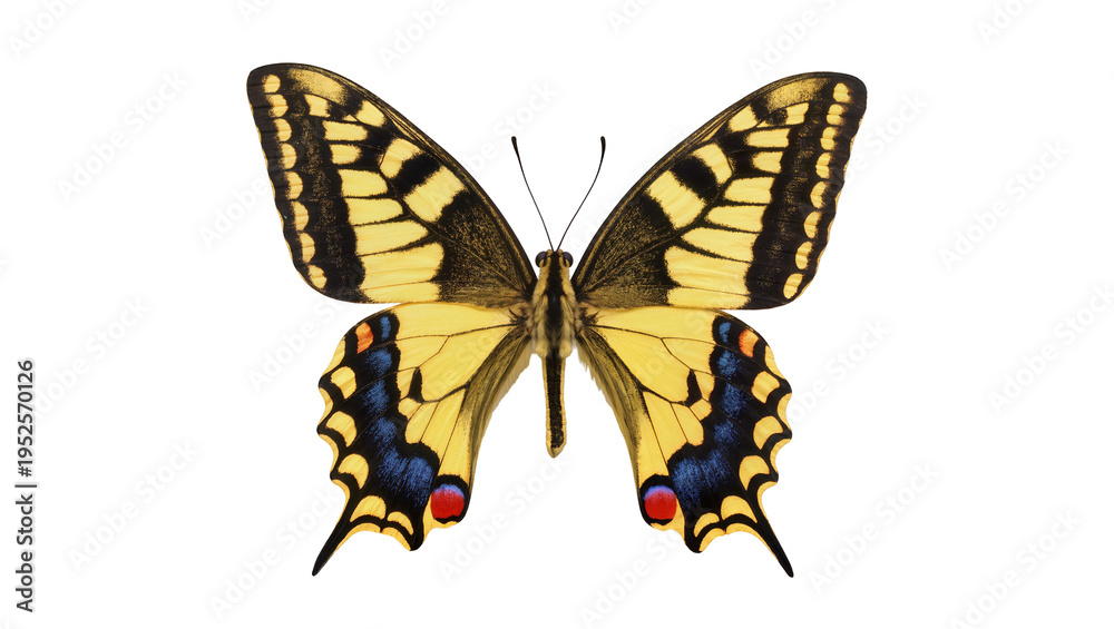 Naklejka premium Vibrant yellow and black swallowtail butterfly, a beautiful insect with intricate wing patterns, isolated PNG on transparent background