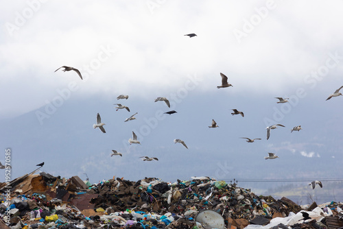 Many birds over a large garbage dump
