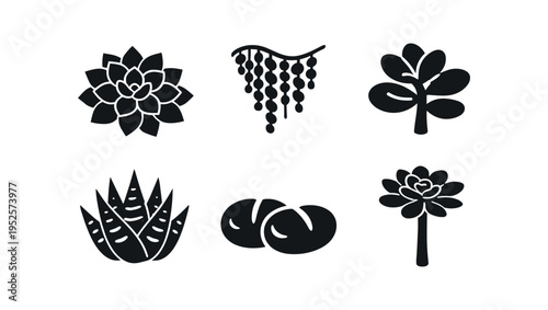 Six black silhouette succulent icons each in rounded square tiles with labels: echeveria, string of pearls, jade plant, haworthia, lithops, aeonium, arranged in two rows.