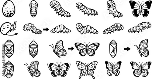 Educational Nature Niche Black  White Line Art Butterfly and Moth Life Cycle Stages Vector Icons Set