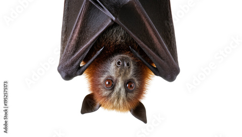 Fotografía Isolated nocturnal fruit bat or flying fox hanging upside down, eyes visible