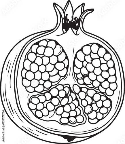 Pomegranate Half Cut Open Showing Arils Line Art Isolated on White Stock Illustration