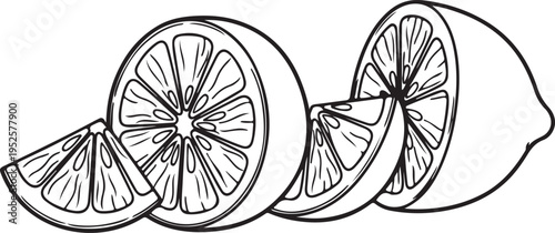 Sliced Citrus Fruit Outline Drawing Healthy Food Element Isolated on White