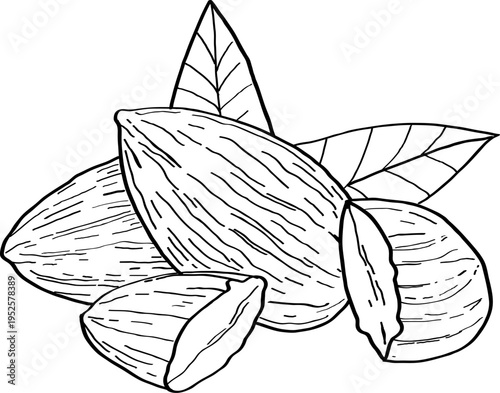 High quality linear realistic vector illustration of an Almond nuts. Ideal for menus, restaurant and other establishment designs, cosmetic and product label design.