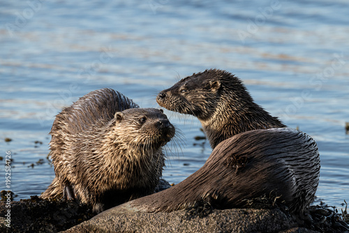 Two otters are interacting on a rocky shore with the ocean in the background. The otters appear to be communicating or playing.