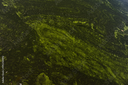 Bild auf Leinwand Green swamp water surface with floating algae, muddy streaks and marsh texture i