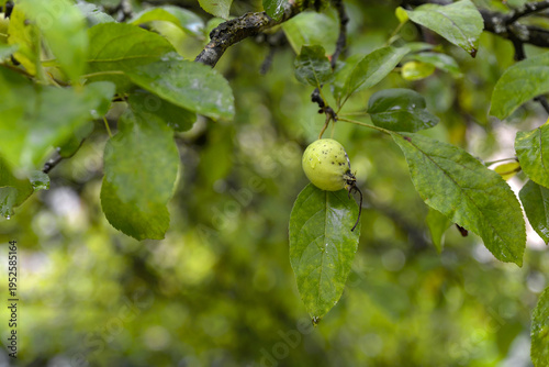Foto Pommier après une averse