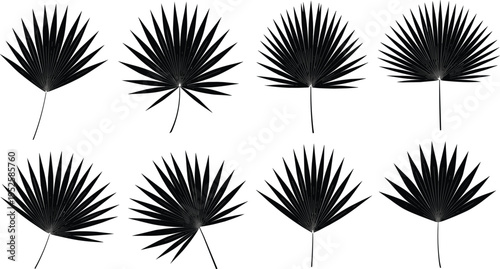 Tropical palm leaves silhouette set vector illustration exotic fan palm foliage collection isolated botanical elements for summer design