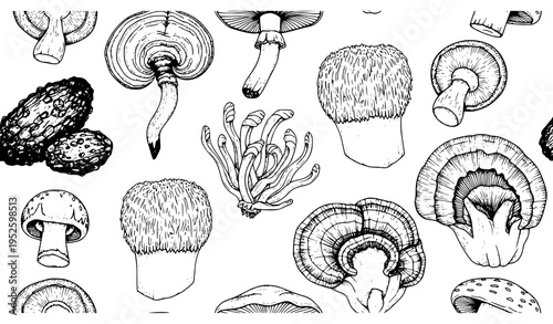 Seamless hand drawn medicinal mushroom pattern vector with chaga reishi shiitake cordyceps turkey tail and lions mane illustration